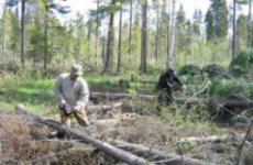 В Амурской области незаконно вырубили леса на 1 млн. рублей